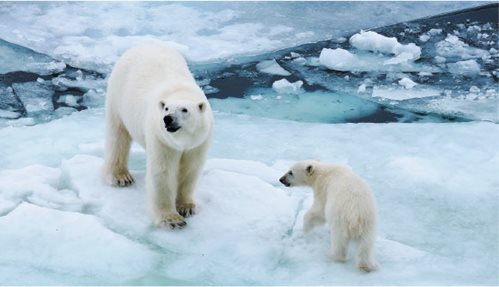 Many animals face new risks as a changing climate affects ice and water levels. PHOTO: KAROLIN EICHLER (DEUTSCHER WETTERDIENST)